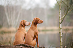 2 Magyar Vizslas