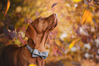 Magyar Vizsla im Herbst