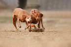 2 Magyar Vizsla