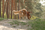 2 Hunde