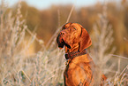 Magyar Vizsla