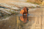 junger Magyar Vizsla