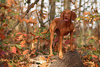 Magyar Vizsla