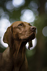 Magyar Vizsla