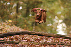 Magyar Vizsla im Herbst