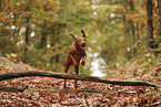 Magyar Vizsla im Herbst