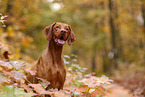 Magyar Vizsla im Herbst