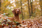 Magyar Vizsla im Herbst