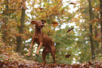 Magyar Vizsla im Herbst