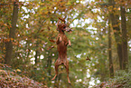 Magyar Vizsla im Herbst