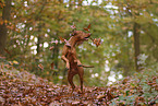 Magyar Vizsla im Herbst