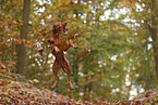 Magyar Vizsla im Herbst