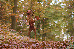 Magyar Vizsla im Herbst