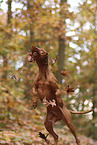 Magyar Vizsla im Herbst