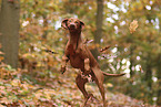 Magyar Vizsla im Herbst