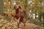 Magyar Vizsla im Herbst