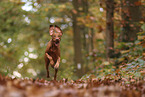 Magyar Vizsla im Herbst