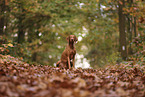 Magyar Vizsla im Herbst