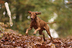 Magyar Vizsla im Herbst