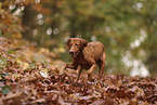 Magyar Vizsla im Herbst