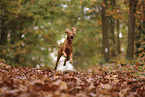 Magyar Vizsla im Herbst