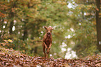 Magyar Vizsla im Herbst