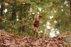 Magyar Vizsla im Herbst