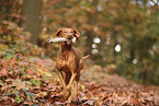 Magyar Vizsla im Herbst