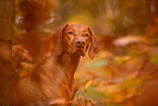 Magyar Vizsla im Herbst