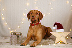 Magyar Vizsla in Weihnachtsdeko