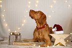 Magyar Vizsla in Weihnachtsdeko