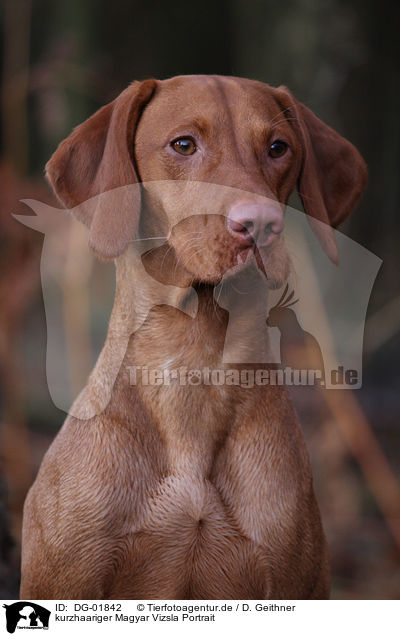 kurzhaariger Magyar Vizsla Portrait / shorthaired Magyar Vizsla Portrait / DG-01842