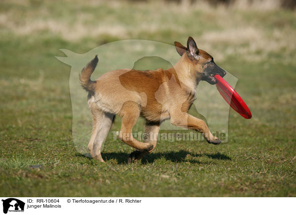 junger Malinois / young Malinois / RR-10604