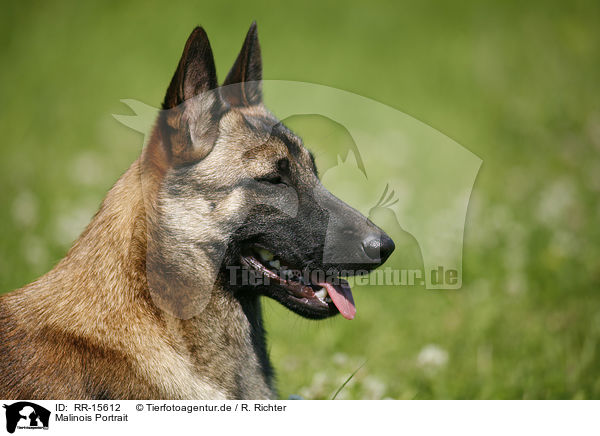 Malinois Portrait / Malinois Portrait / RR-15612