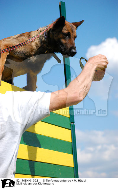 Malinois an der Kletterwand / Belgian Malinois at climbing wall / MEH-01052