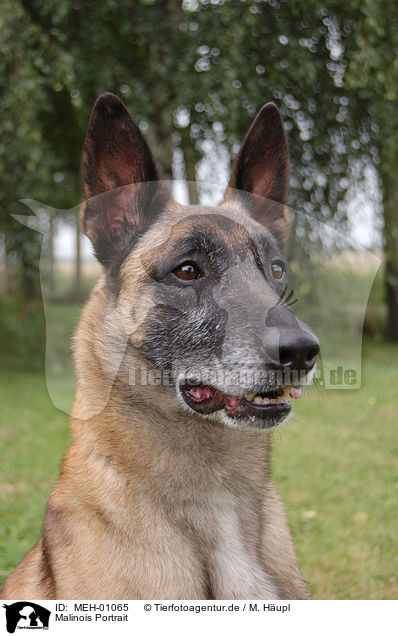 Malinois Portrait / Malinois Portrait / MEH-01065