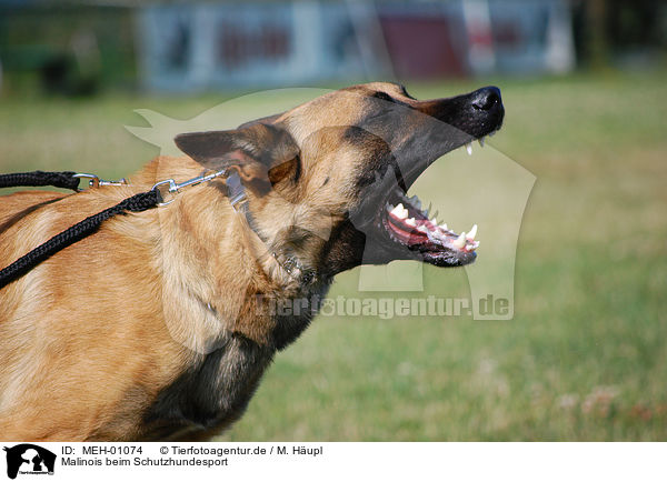 Malinois beim Schutzhundesport / Belgian Malinois / MEH-01074
