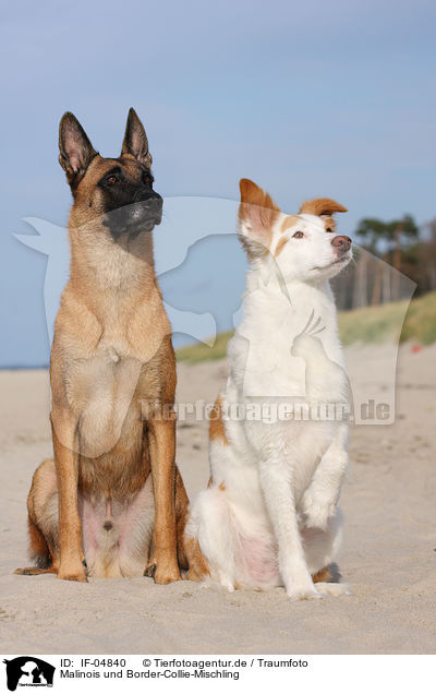 Malinois und Border-Collie-Mischling / Malinois and Border-Collie mongrel / IF-04840