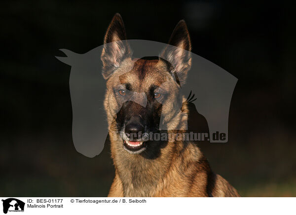 Malinois Portrait / Malinois Portrait / BES-01177