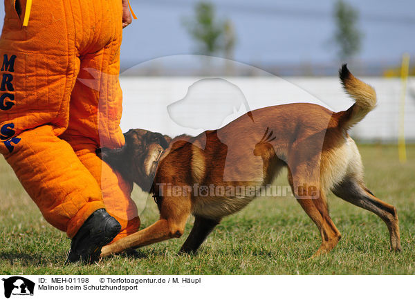 Malinois beim Schutzhundsport / Malinois / MEH-01198