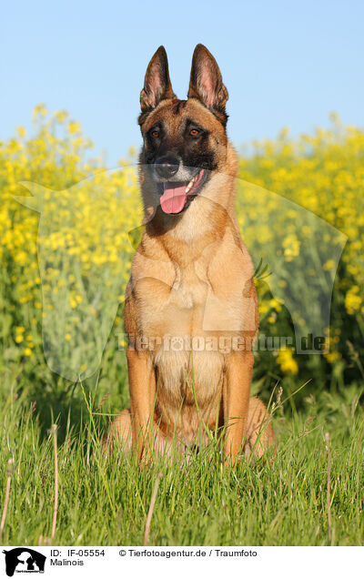 Malinois / Malinois / IF-05554