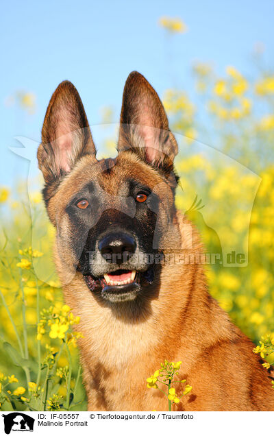 Malinois Portrait / Malinois Portrait / IF-05557