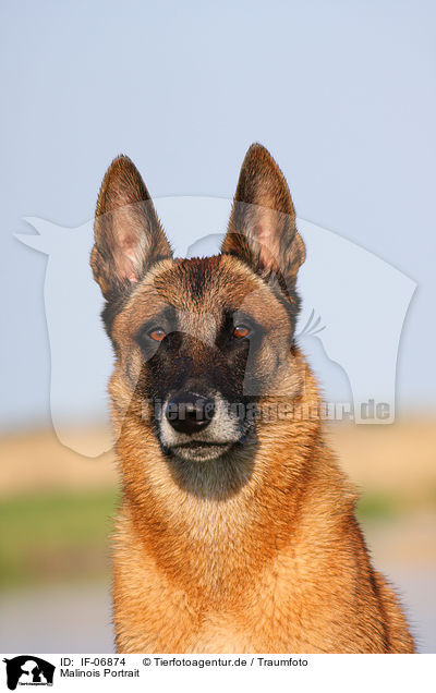 Malinois Portrait / Malinois Portrait / IF-06874