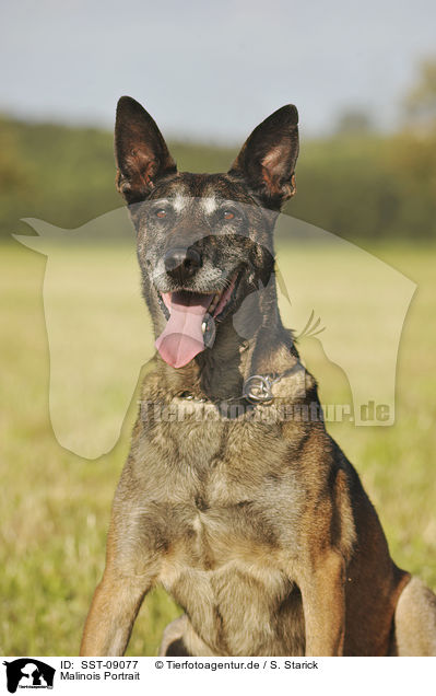 Malinois Portrait / Malinois Portrait / SST-09077