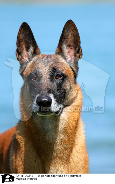 Malinois Portrait / Malinois Portrait / IF-09343