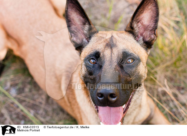 Malinois Portrait / Malinois Portrait / KMI-03513