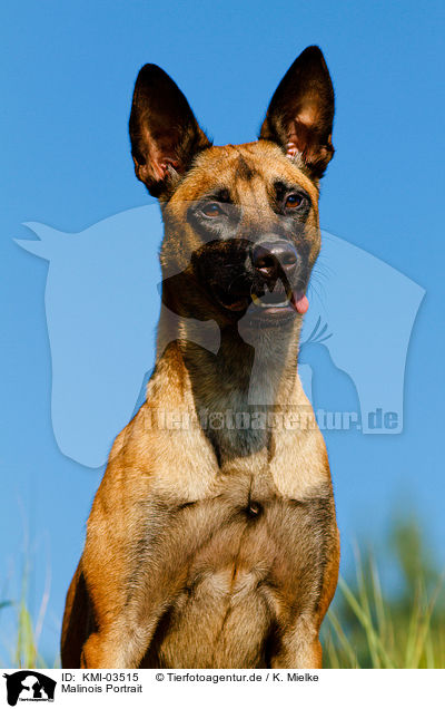 Malinois Portrait / Malinois Portrait / KMI-03515