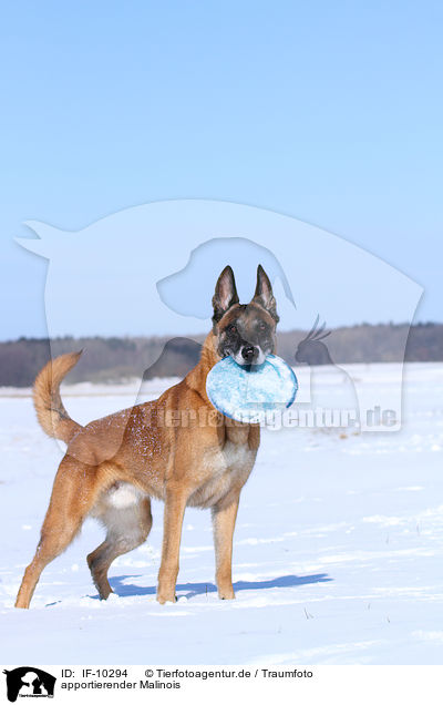 apportierender Malinois / IF-10294