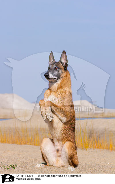 Malinois zeigt Trick / Malinois shows trick / IF-11394