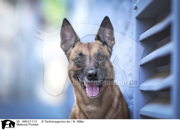 Malinois Portrait / Malinois Portrait / NW-01113